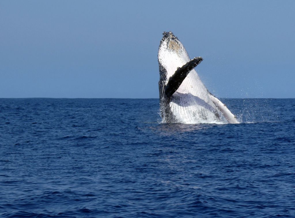 baleine à bosse sortant de l'eau